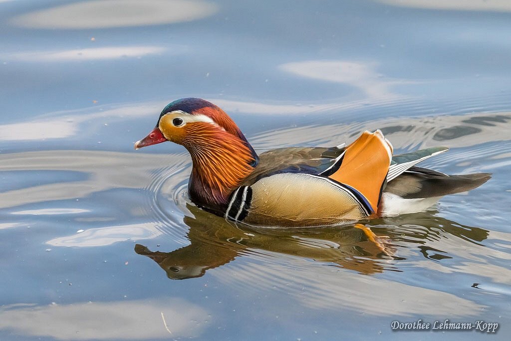 Mandarinente maennlich