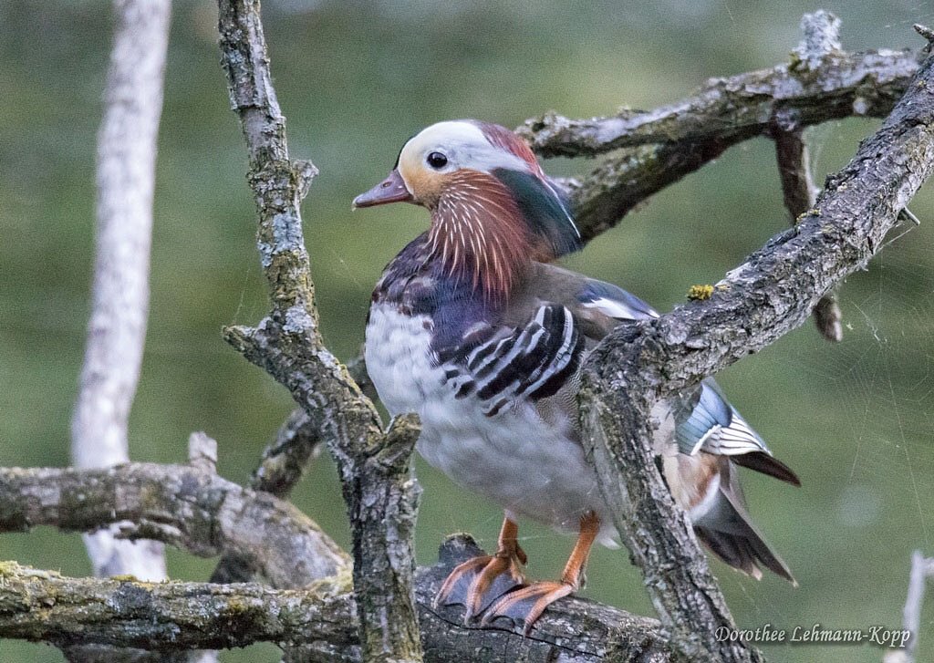 Mandarinenten juvenil