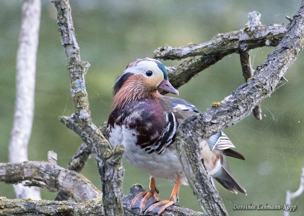 Mandarinenten juvenil