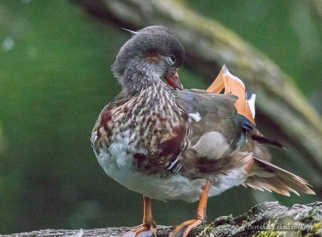 Mandarinenten juvenil