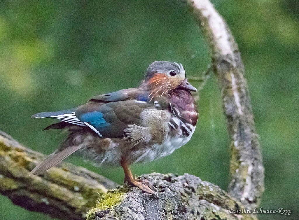 Mandarinenten juvenil