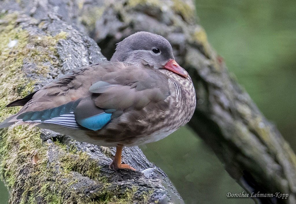 Mandarinenten weiblich