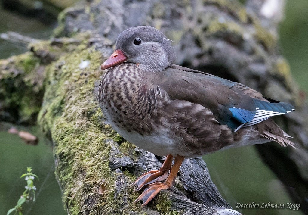 Mandarinenten weiblich