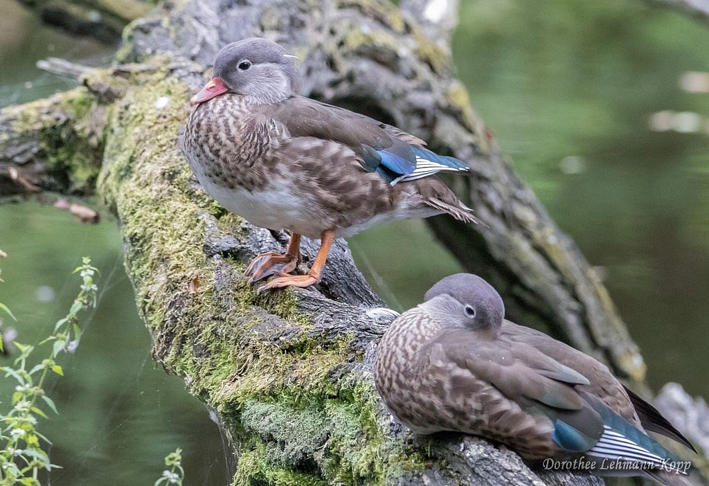Mandarinenten weiblich