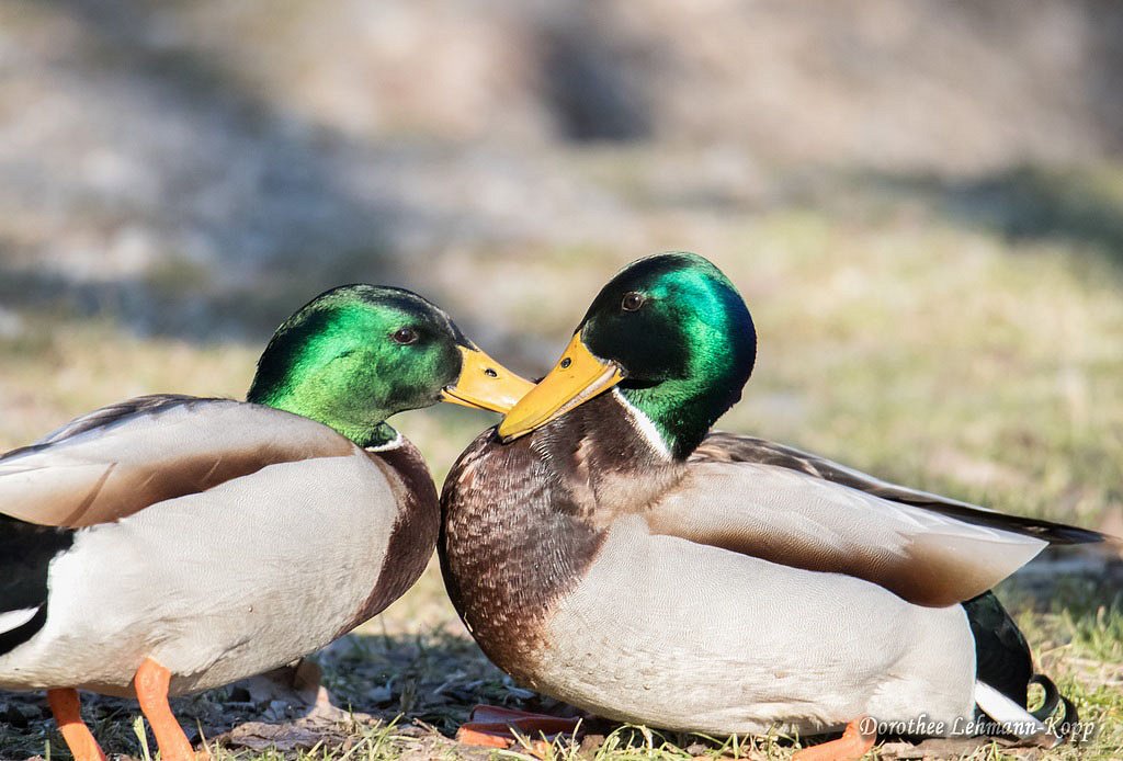 Stockente