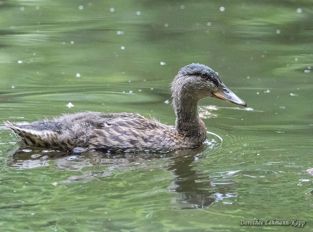 Stockente, junger Erpel