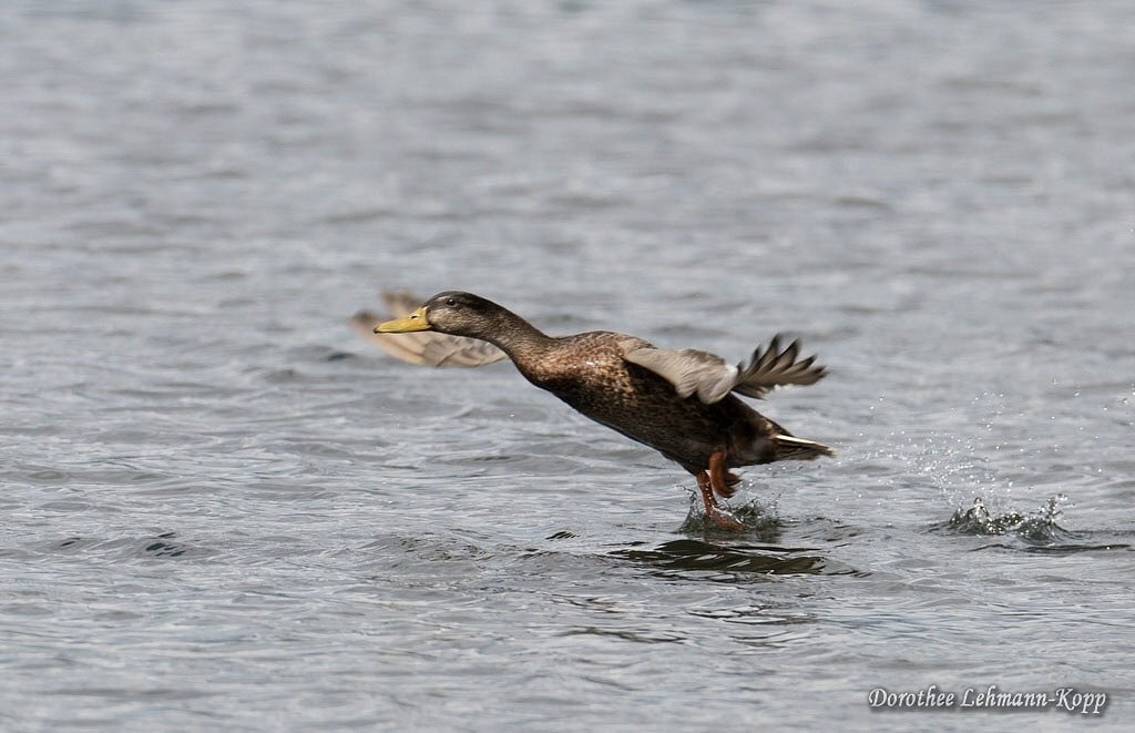 Stockente weiblich