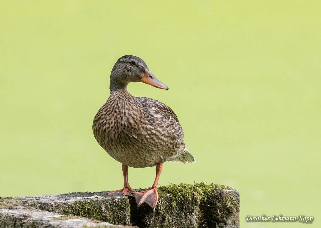 Stockente weiblich