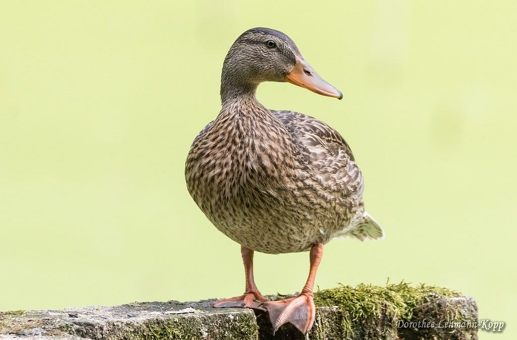Stockente weiblich