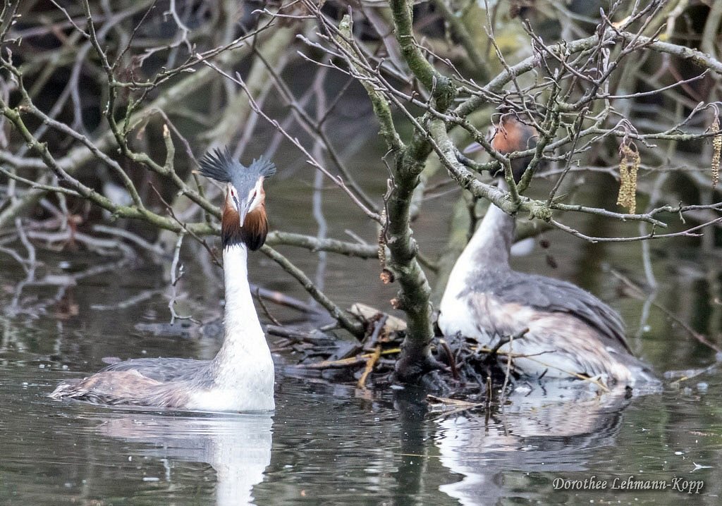 Haubentaucher Nestbau