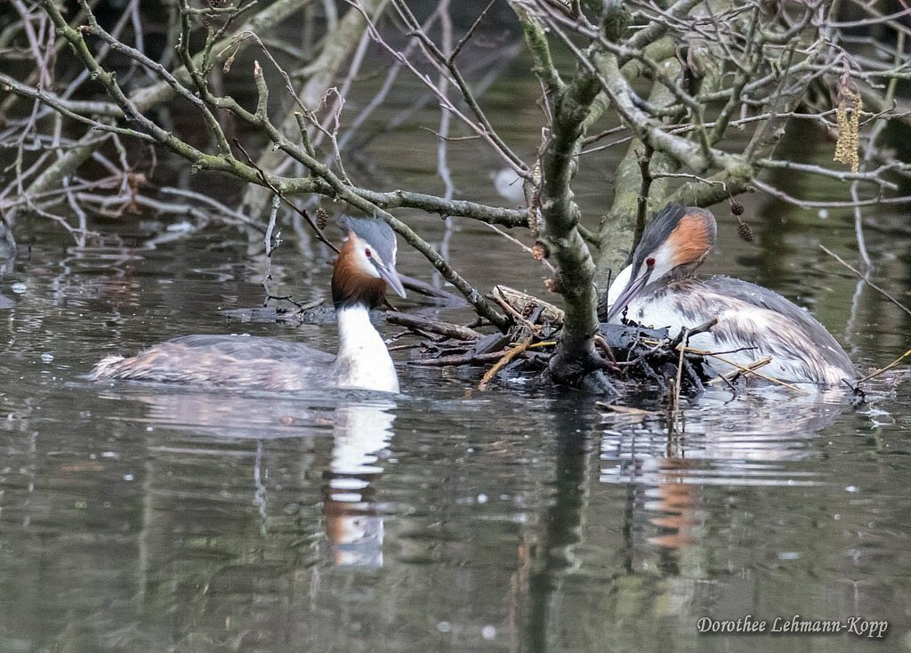 Haubentaucher Nestbau