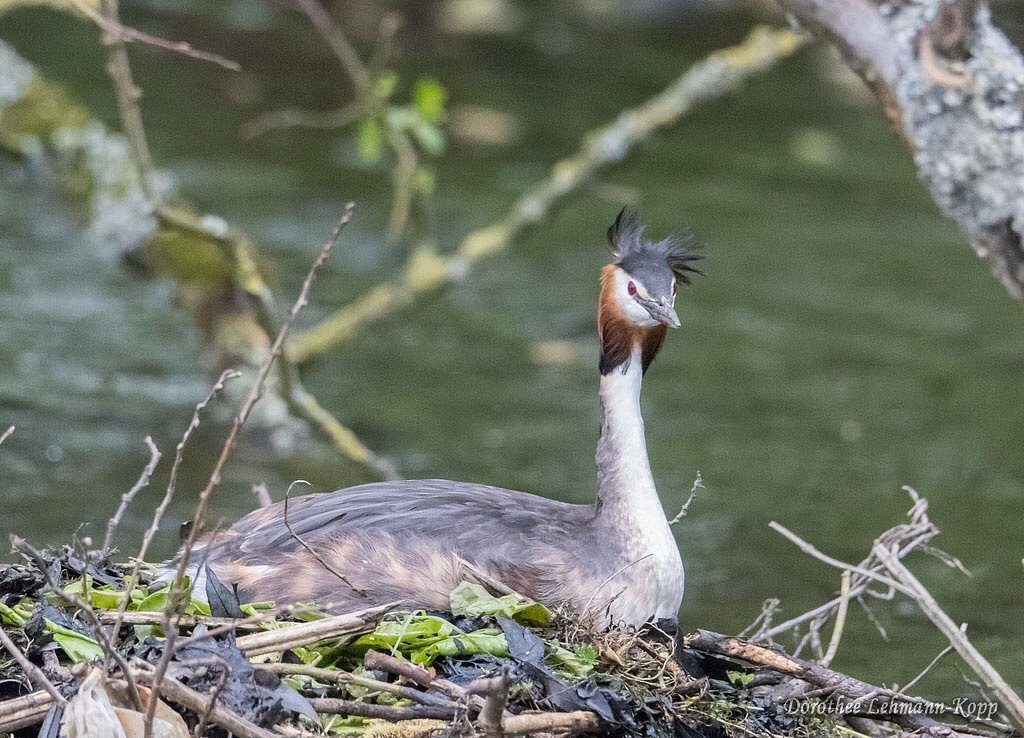 Haubentaucher Nestbau