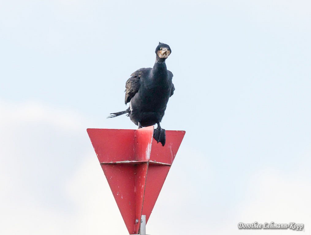 Kormoran