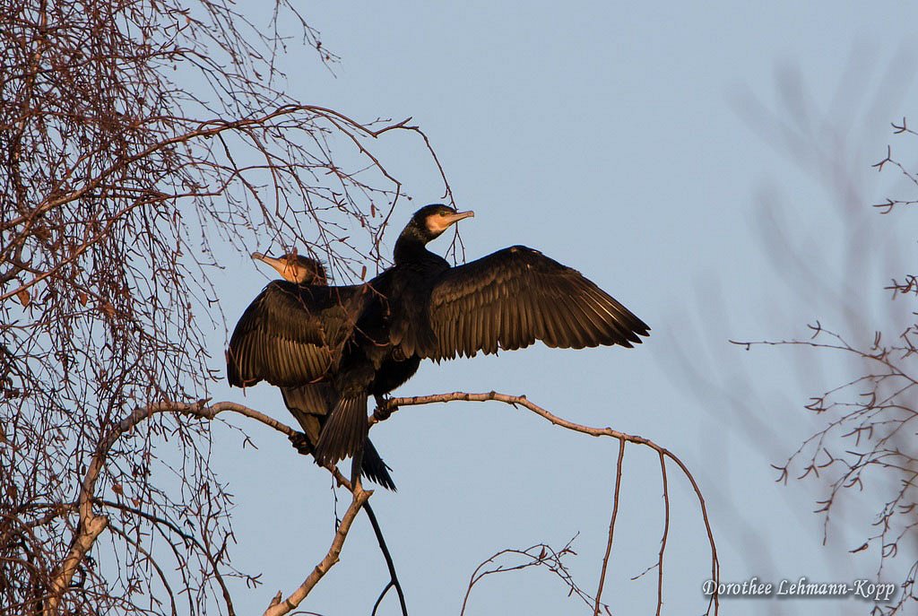 Kormoran
