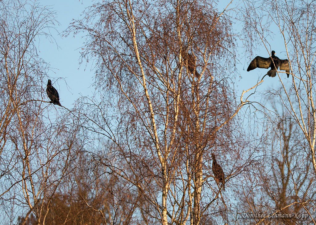 Kormoran