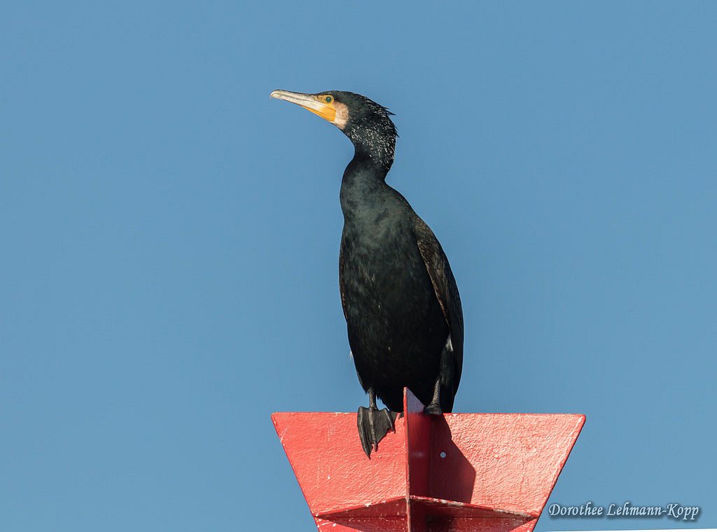 Kormoran