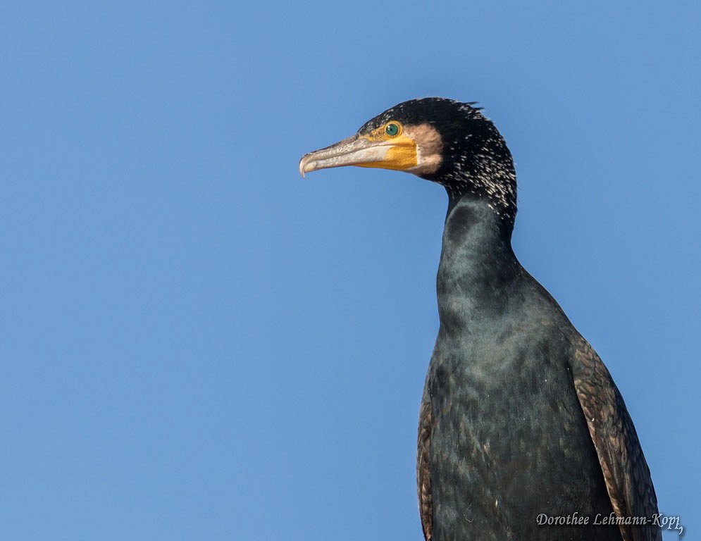 Kormoran