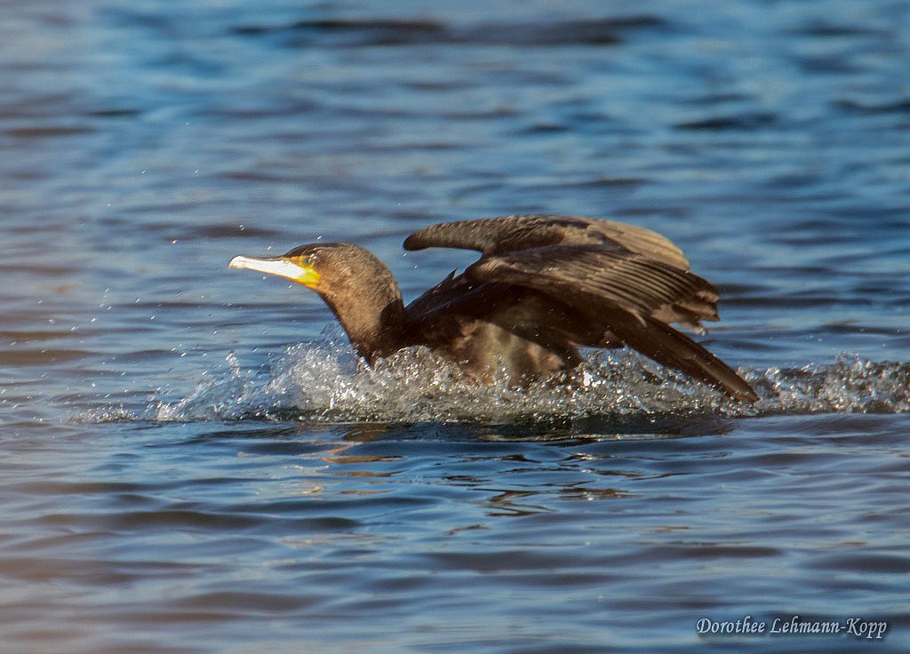 Kormoran