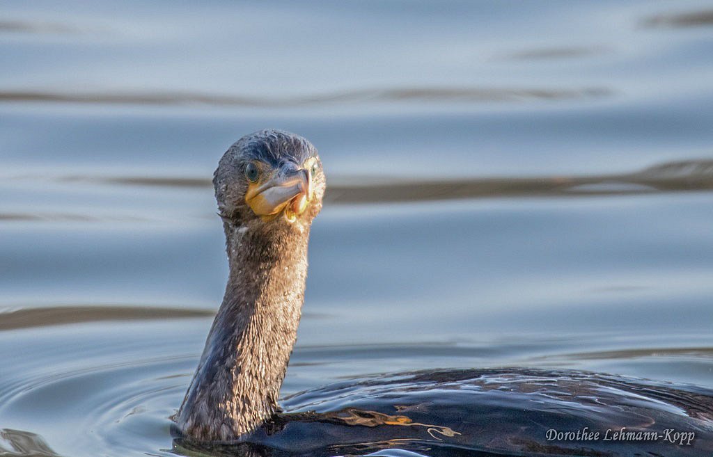 Kormoran