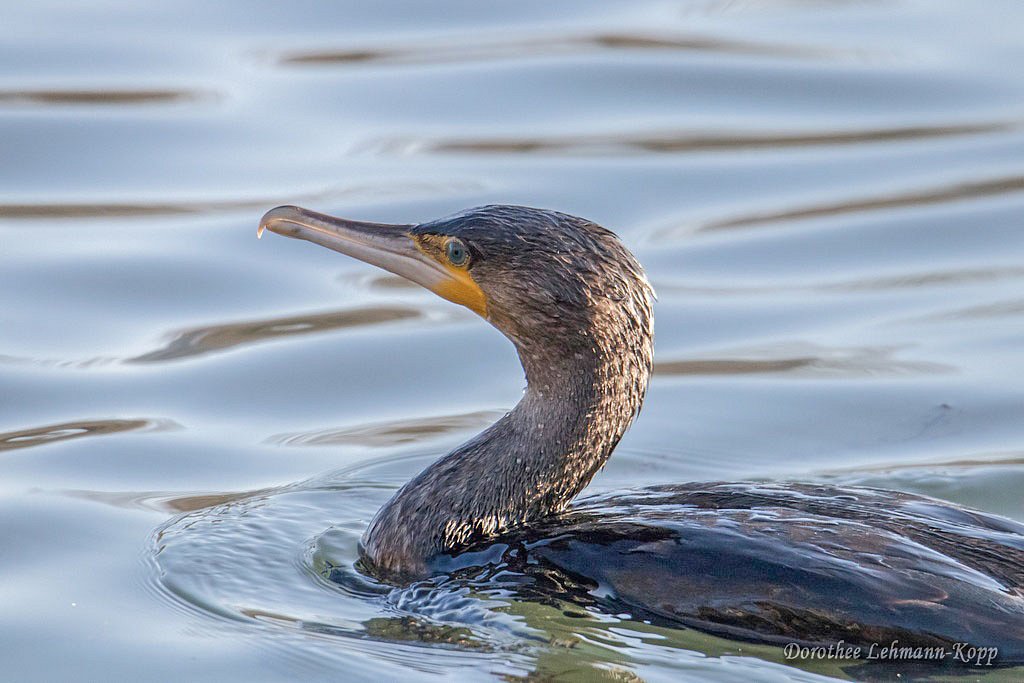 Kormoran