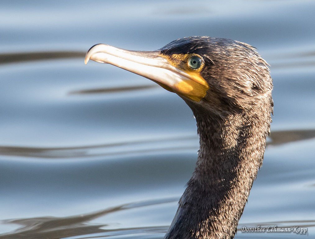 Kormoran