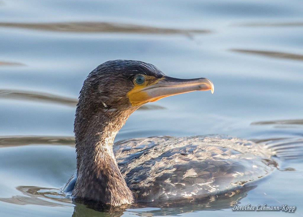 Kormoran