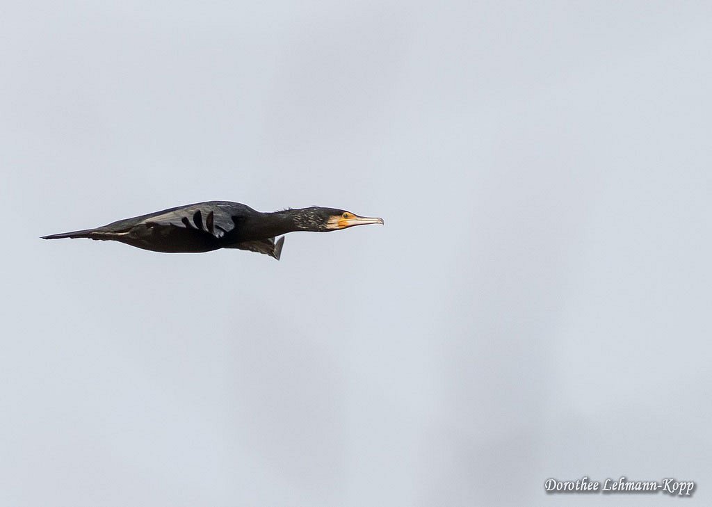 Kormoran