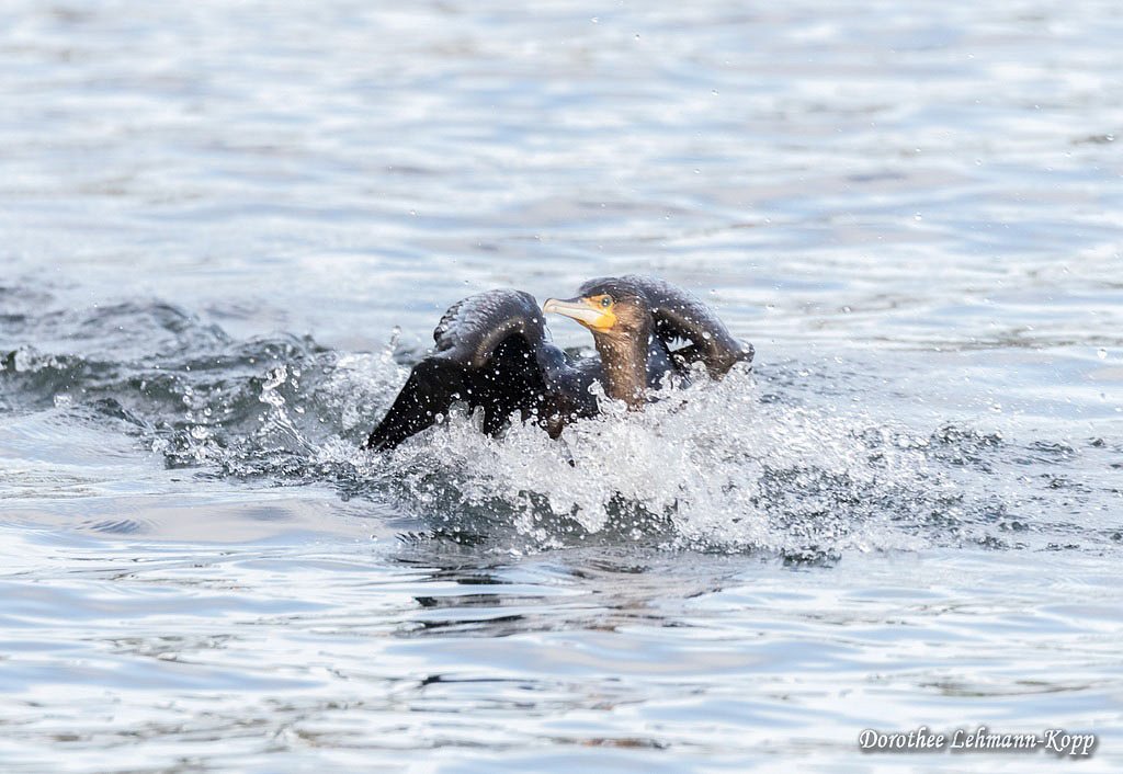 Kormoran