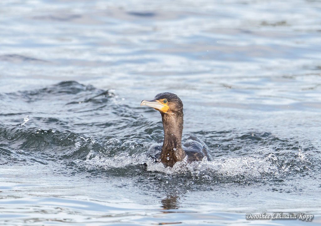 Kormoran