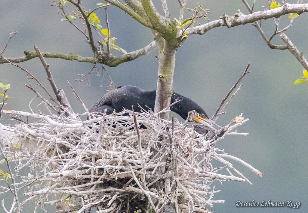 Kormoran mit Maulwurf, Belegfoto