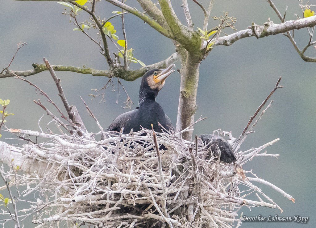 Kormoran mit Nestlingen, Belegbild