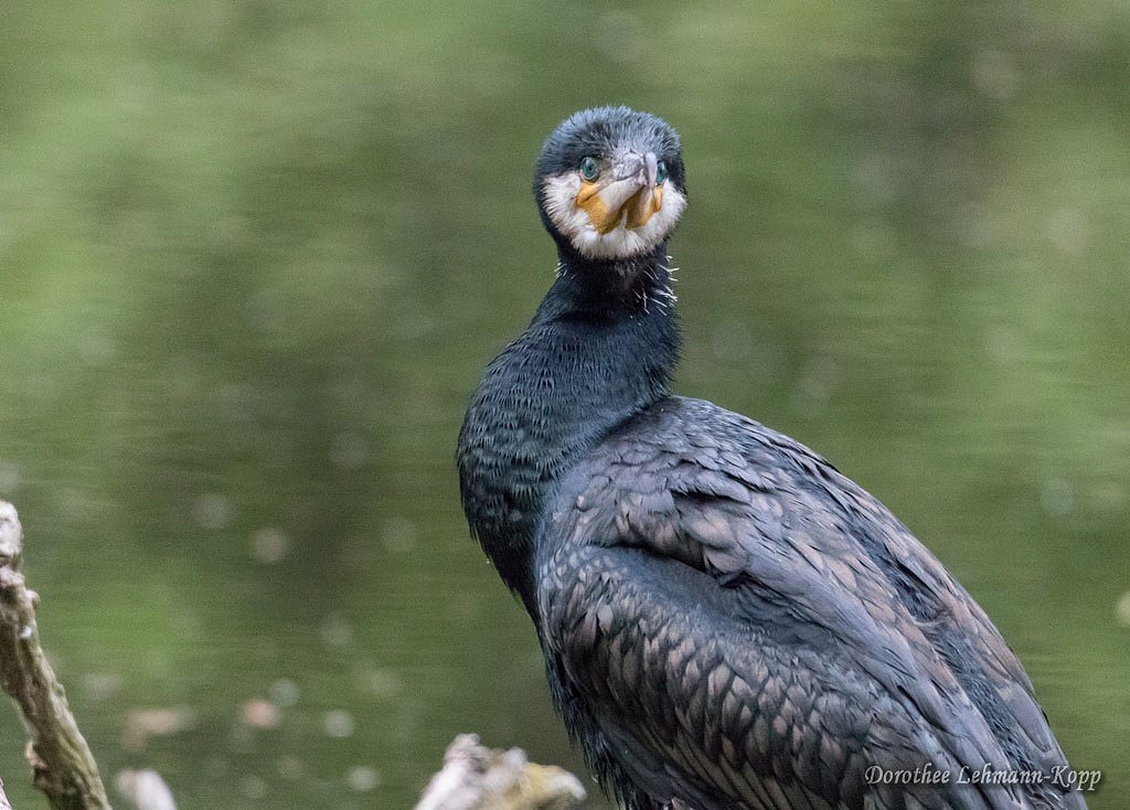 Kormoran