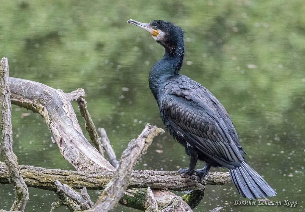 Kormoran