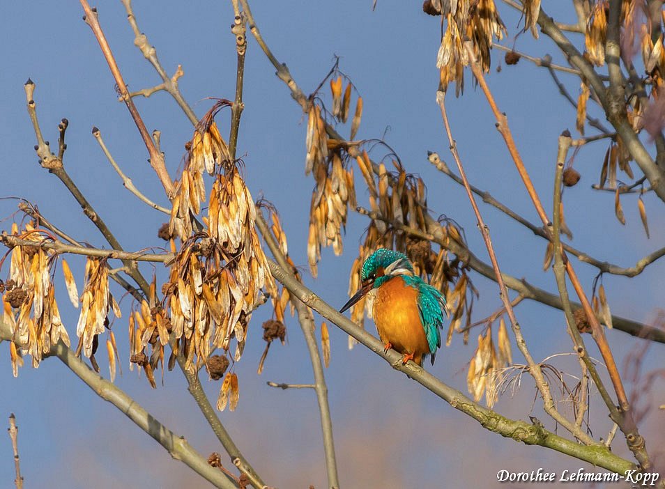 Eisvogel