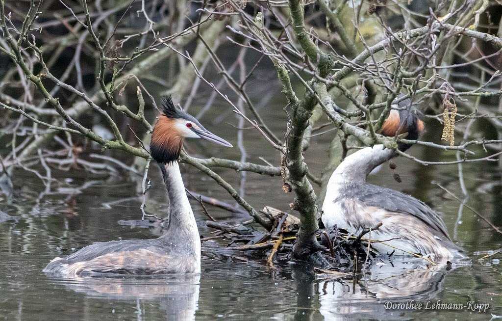 Haubentaucher Nestbau