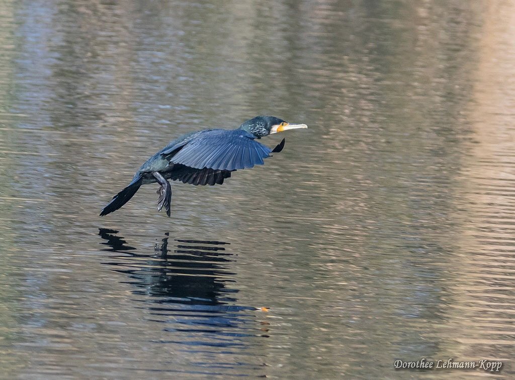 Kormoran