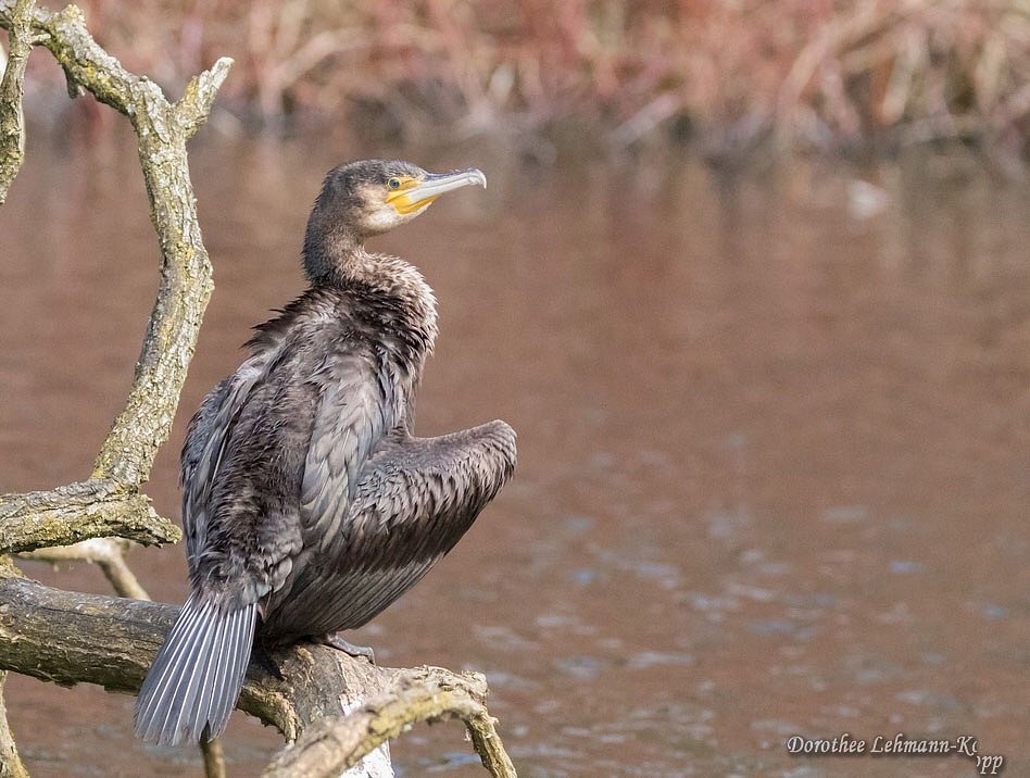 Kormoran