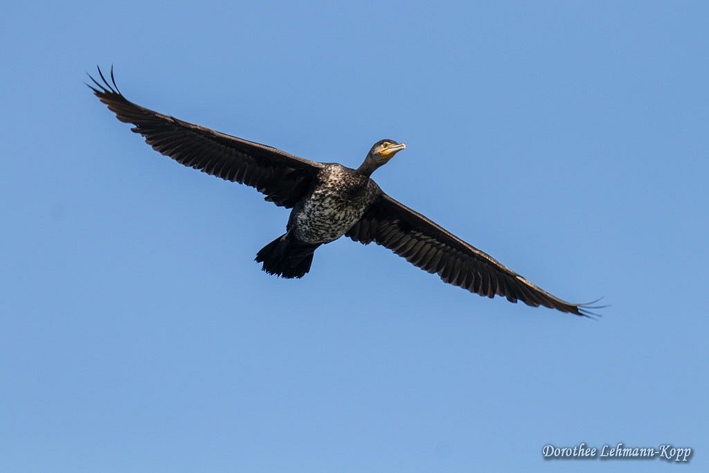 Kormoran