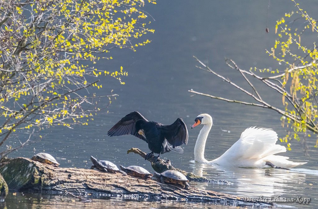Kormoran