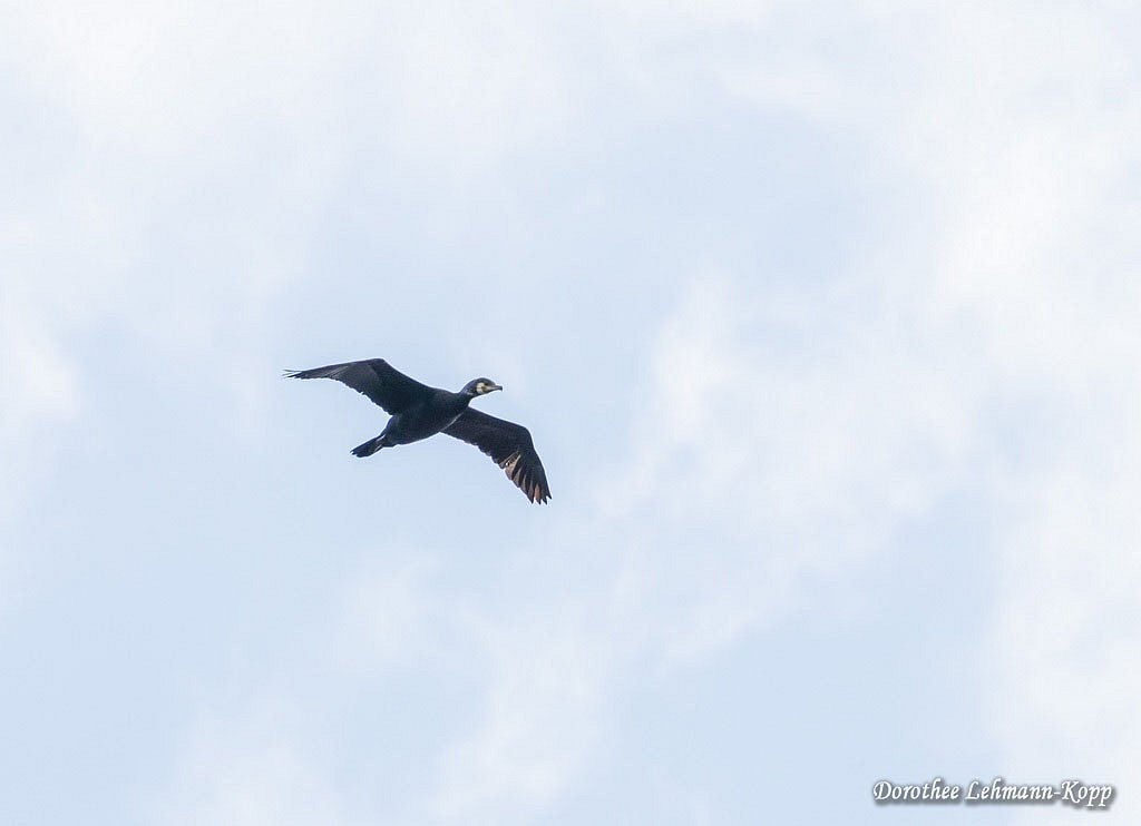 Kormoran