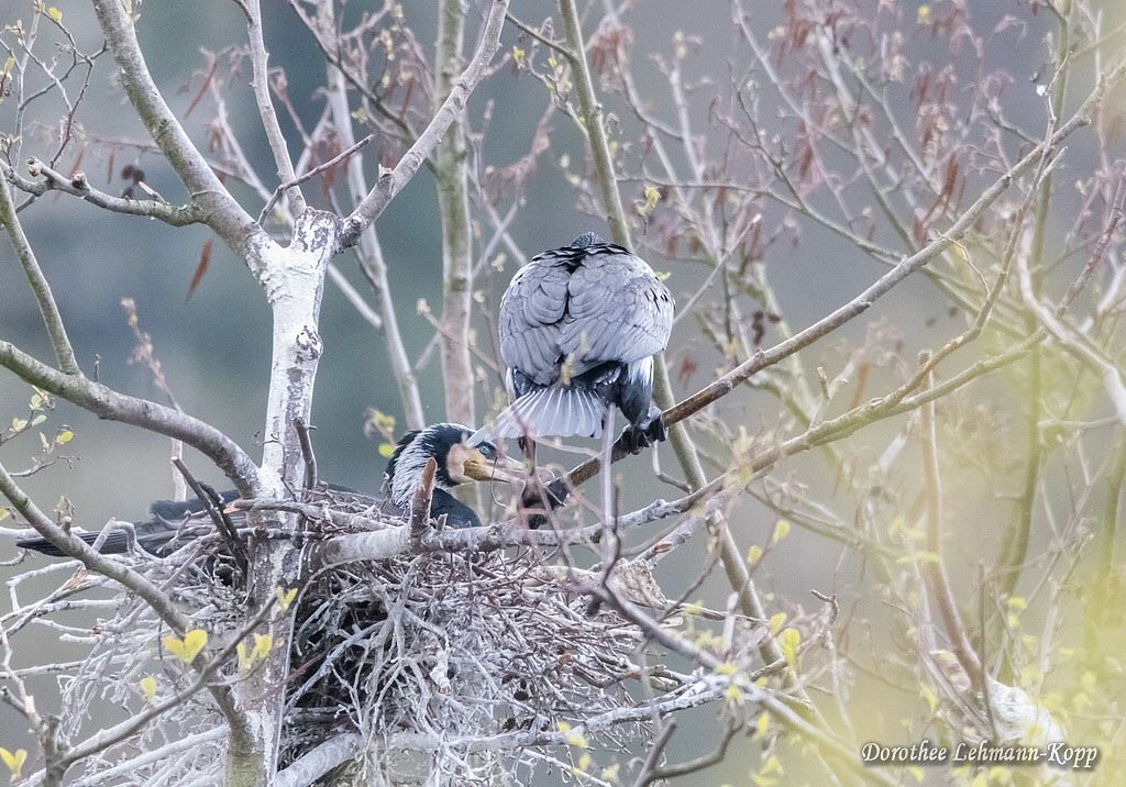 Kormoran mit Nestlingen, Belegbild