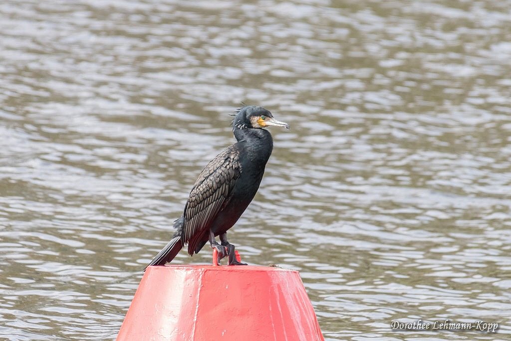 Kormoran
