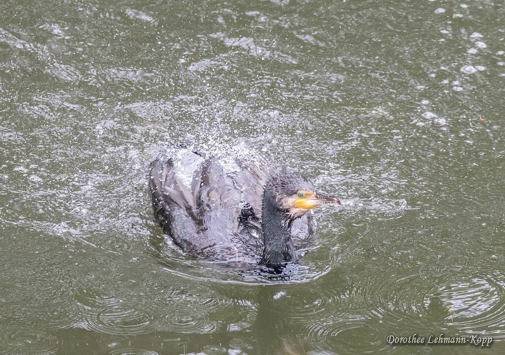 Kormoran