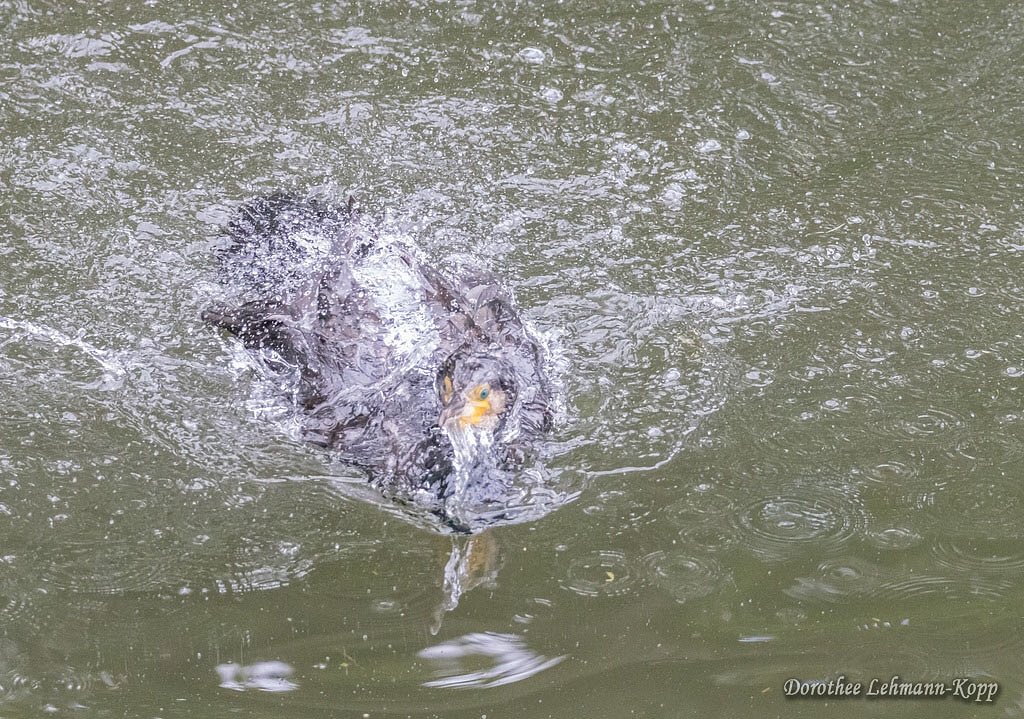 Kormoran