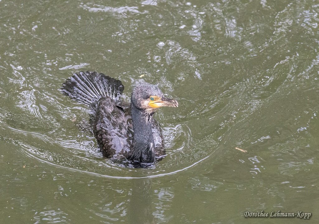 Kormoran