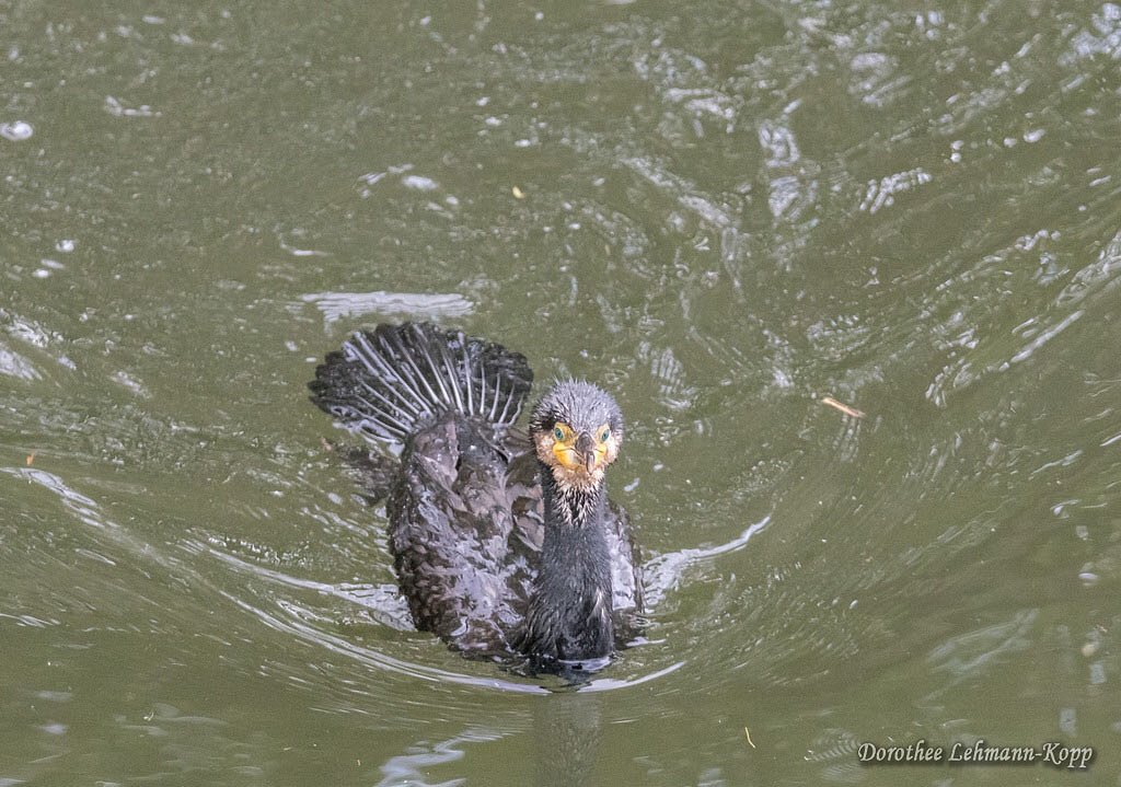 Kormoran