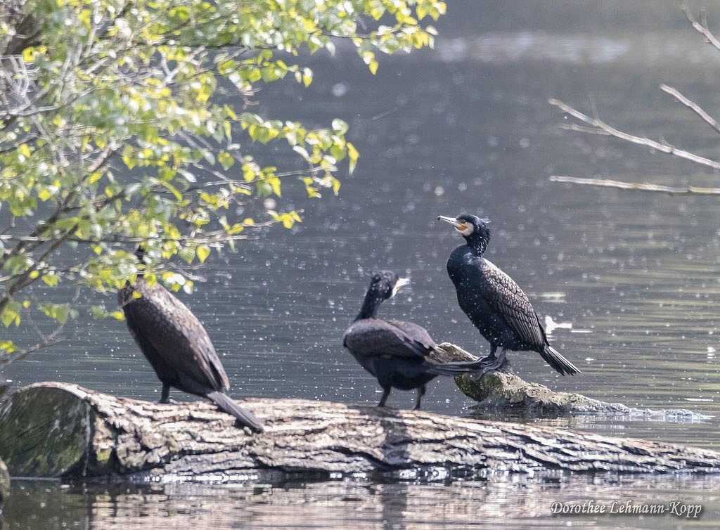 Kormoran