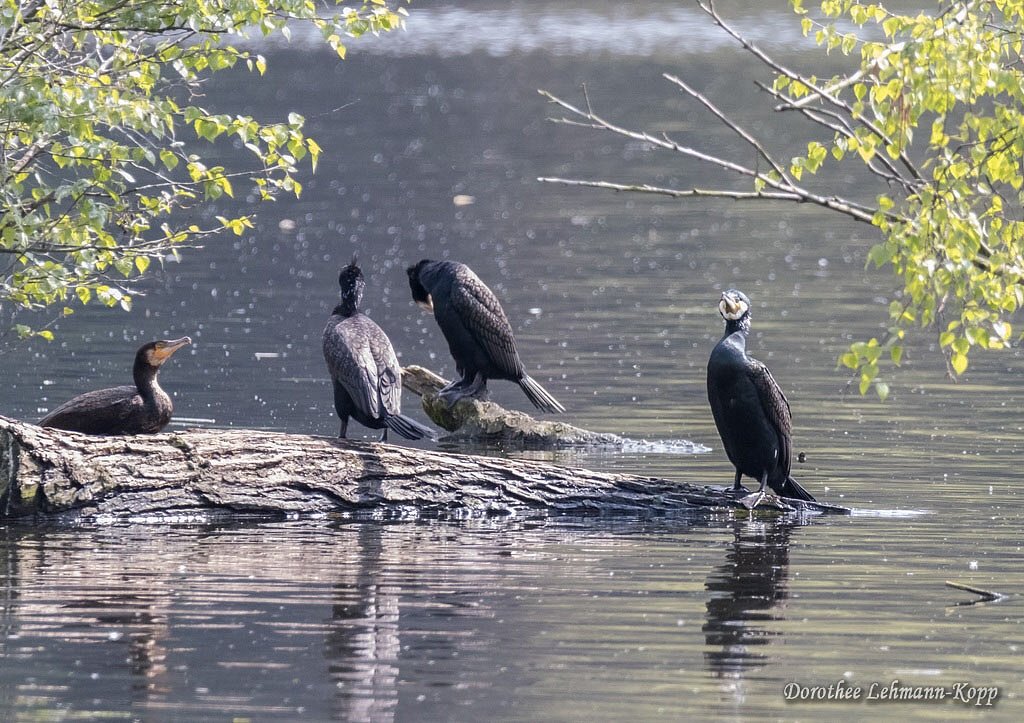 Kormoran