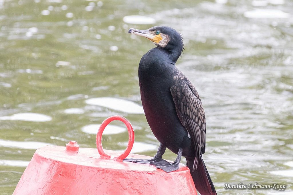 Kormoran
