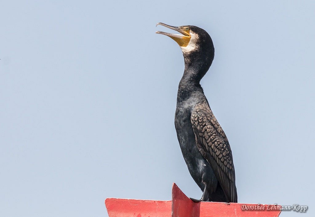 Kormoran